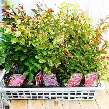 Amazon.co.jp: 矮性サルスベリ 苗木 ペチートサンシャイン